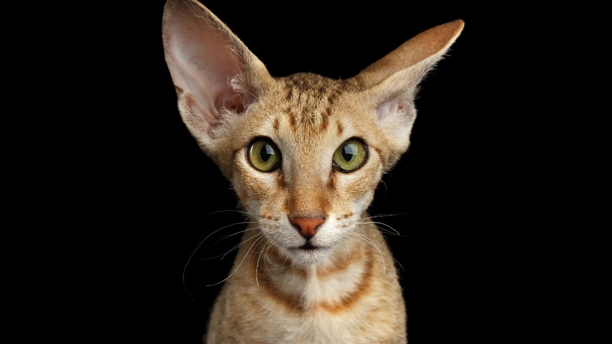 Teuerste Katze der Welt Eine Katzenrasse ist viel Geld wert